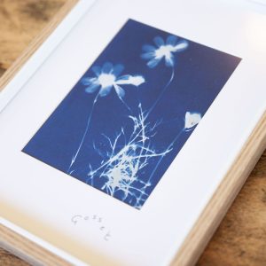 Cyanotype de Bernadette Gosset